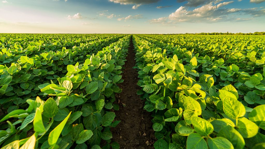 KARA Bayer’s XtendFlex Soybeans Gain Final Key Regulatory Approval